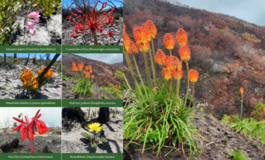 Fynbos regrowing after fire at Grootbos: red hot pokers on a blackened hillside with labelled photos of fire lilies, candelabra lilies, mountain dahlia and other species